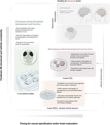 Teleost Fish and Organoids: Alternative Windows Into the Development of Healthy and Diseased Brains